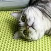 初一是猫不是猪