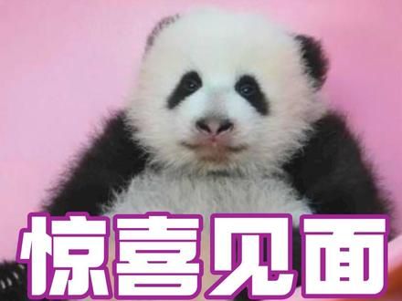 虫洞终于忍不住晒娃了！奇三妹真实身份竟然是.... #大熊猫 #重庆动物园 #国宝 #晒娃 #渝可渝爱