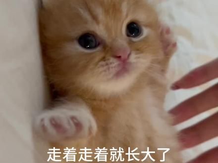 勇敢小橘 冲！#遛猫 #猫里猫气 #这小猫谁养谁不迷糊 #它真的好像个小宝宝 #谁能拒绝傻憨憨的小猫咪