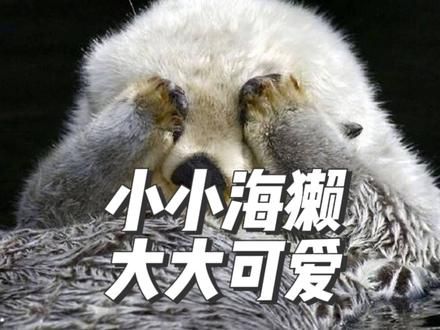 海獭--可爱排行第五名 睡觉喜欢手牵手，不随便牵别人女朋友，但保不齐牵起他人的男朋友#一代人有一代人的动物世界 #神奇大自然纪录片 #海獭 #海獭宝宝 #万物可爱计划