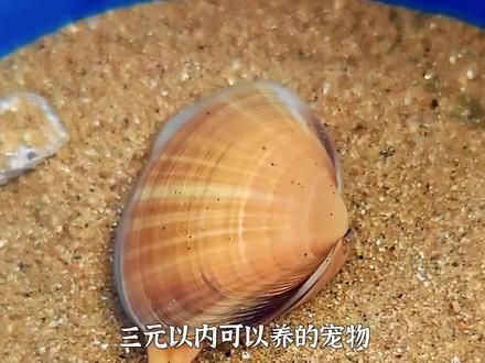 宠物解说：三元以内可以养的宠物，你喜欢哪只？ #宠物 #萌宠 #家有萌宠