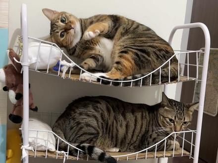 就是手欠儿欠儿的崽 #开启自嗨模式的猫 #猫咪每天都在忙什么