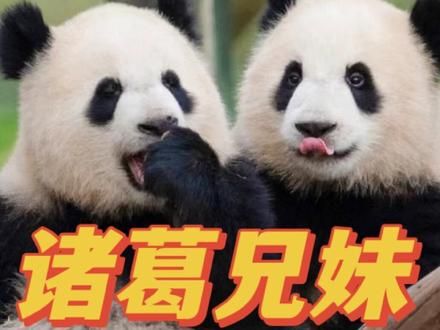 渝可渝爱的智商真的超高，有能力又善于用脑！看它们征服吊绳玩具的整个过程，不得不佩服它们的智商～#大熊猫渝可渝爱 #大熊猫渝爱 #大熊猫渝可 #来这吸熊猫 #不止我一个想rua大熊猫