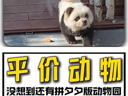 万万没想到，就连动物园里的动物，都出拼多多版了！ #动物园 #搞笑 #离谱 #拼夕夕