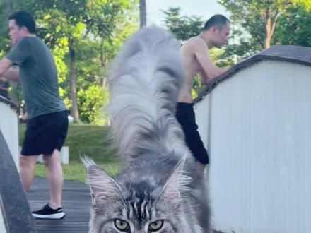 是我的小夹子呀～ #遛猫 #夹子音小猫 #我和我的猫 #霸气缅因猫 #记录猫咪日常