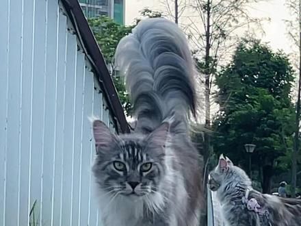 是我的2只小夹子呀～ #缅因猫 #我和我的猫 #遛猫 #夹子音小猫 #携宠出游