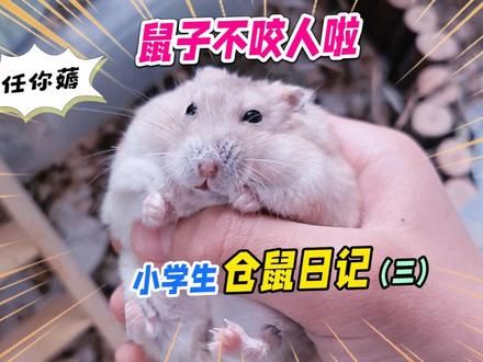 小学生趣味萌宠日记，套圈圈小仓鼠胖成球，只好给它换个大房子 #养鼠日常分享 #萌宠出道计划 #小仓鼠吃食物视频 #萌宠 #记录与小神兽的夏天