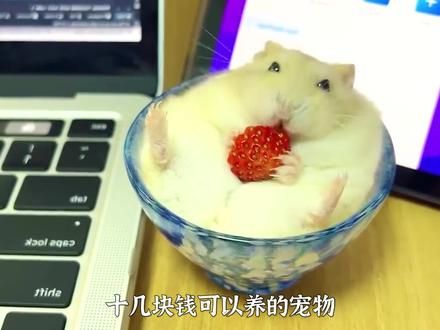 宠物解说：十几块钱可以养的宠物，你喜欢哪个？ #宠物 #萌宠 #家有萌宠