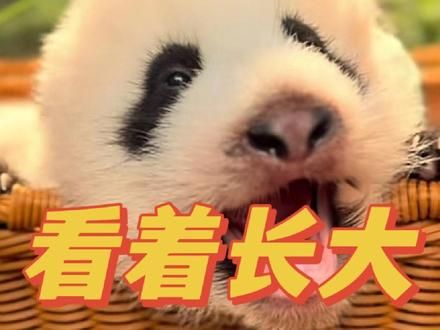 84日龄的妹猪出来晒太阳了！粉粉的一小只真的很可爱～#大熊猫妹猪 #大熊猫菊萌萌 #长隆野生动物园 #不止我一个想rua大熊猫 #来这吸熊猫