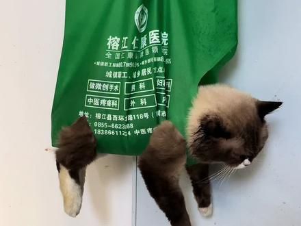 猫咪洗耳朵很不配合怎么办？#新手养猫 #科学养宠攻略