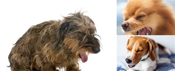 狗狗呼吸异常或咳嗽,有可能是犬瘟、流感、外伤甚至癌症