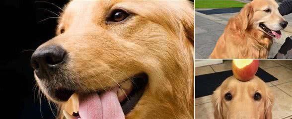 金毛犬患上关节炎,一条腿瘸,有什么办法医治?或是缓解狗狗痛苦