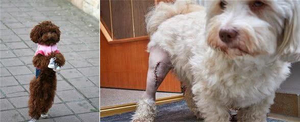 泰迪犬三脚跳(髌骨脱位),没达到这些标准是不需要手术治疗的