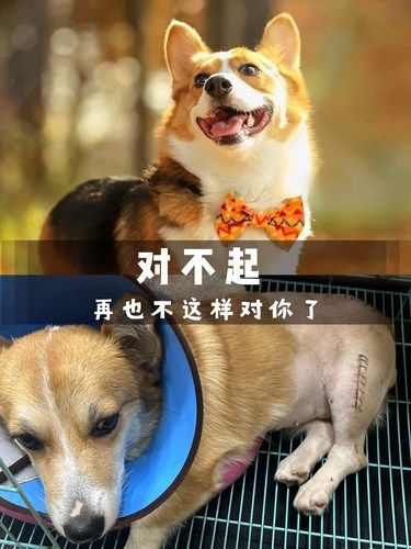 对不起，宝贝，我以后再也不这样对你了[流泪]