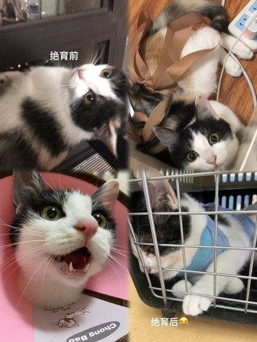 发钱了！直接送我家咪咪一个绝育大套餐！
