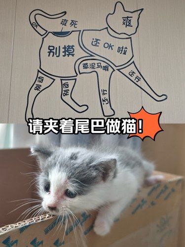 别乱摸‼️这下知道猫的哪些位置能摸啦[害羞]