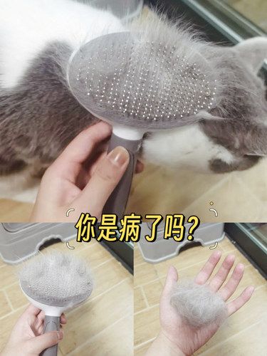 遇到毛孩子掉毛严重该怎么办呢❓