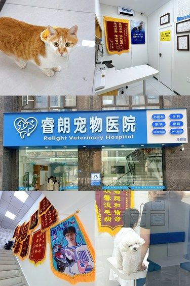 萌宠爸妈快抄作业啦毛孩子半夜生病就来这
