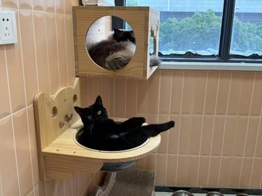 小猫的“监狱”生活