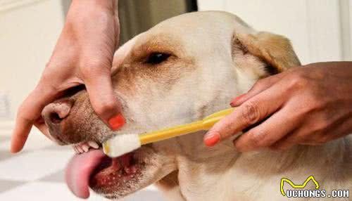 家有老狗，如何呵护？6方面照顾老年宠物犬