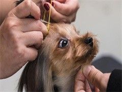 北京通州上门纠正训犬-训犬电话