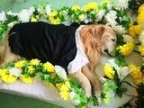 北京门头沟实体门店宠物火化