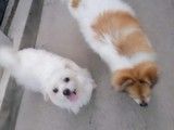 北京通州家庭宠物寄养猫咪狗狗 长短期寄养宠物猫狗散养可接送