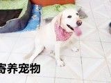 宠物家庭养老寄养猫猫狗狗兔子等小宠物长期寄养上门接送北京寄养