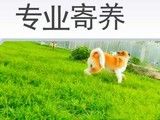 天通苑东区家庭宠物寄养服务长期包月散养猫猫狗狗不笼养车接送