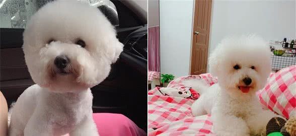 狗狗护食就靠打骂?NO,NO,NO,还有更好的办法