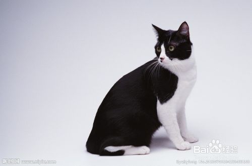 如何科学照顾猫咪？