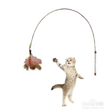 如何科学照顾猫咪？