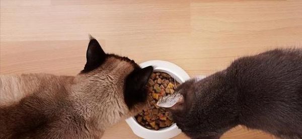 营养大赞！猫狗的最爱-蓝莓（探寻蓝莓的丰富营养与健康益处）