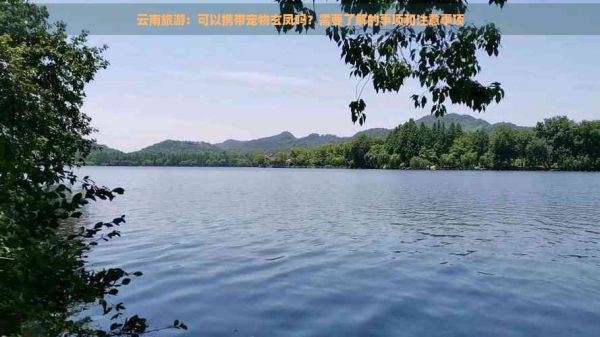云南旅游：可以携带宠物玄凤吗？需要了解的事项和注意事项