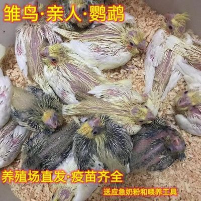 玄凤鹦鹉雏鸟活体宠物黄化玄凤珍珠雏鸟鹦原始灰幼鸟手养可以说话