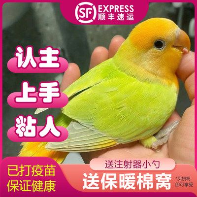 小鸟活体幼雏鸟宠物手养亲人黄绿桃玄凤虎皮黄化珍珠派特白子鹦鹉