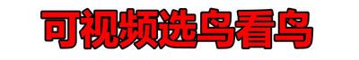 玄凤鹦鹉活鸟纯手养黄化珍珠原始会说话唱歌雏鸟繁殖宠物鹦鹉幼鸟