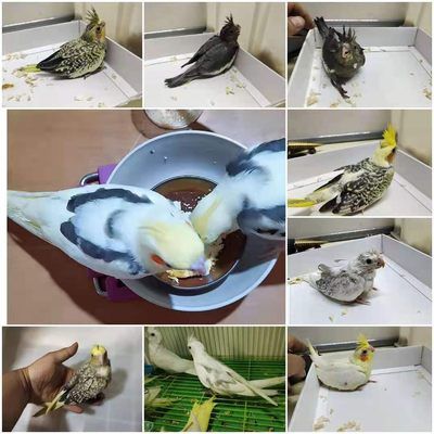 小鸟活体幼雏鸟宠物手养亲人黄绿桃玄凤虎皮黄化珍珠派特白子鹦鹉