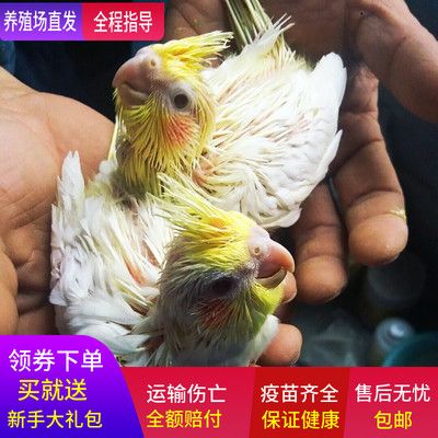 玄凤鹦鹉雏鸟活体亲人幼鸟观赏繁殖活物手养宠物黄化珍珠原始包邮