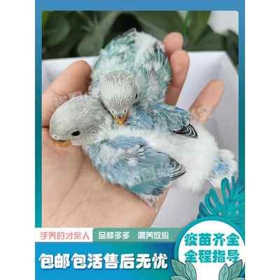 牡丹鹦鹉活鸟幼雏鸟玄凤虎皮鹦鹉会说话宠物手养亲人黄化珍珠活体