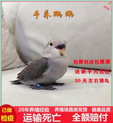 牡丹鹦鹉活鸟幼雏鸟玄凤虎皮鹦鹉会说话宠物手养亲人黄化珍珠活体