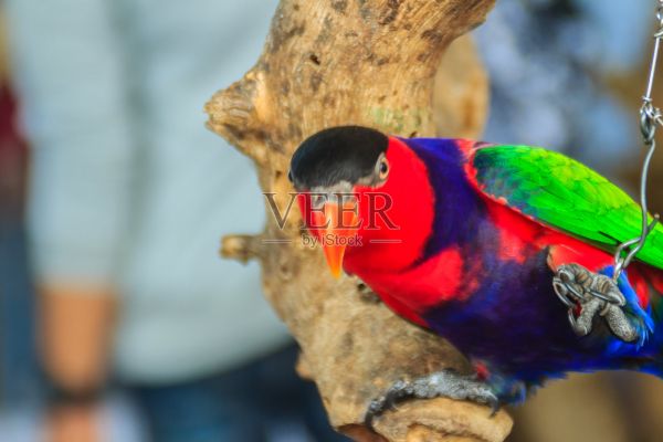 腿被锁着的黑帽鹦鹉，看起来如此悲伤和痛苦。黑冠鹦鹉(Lorius lory)也被称为西方黑冠鹦鹉或三色鹦鹉，是一种发现于新几内亚的鹦鹉。照片摄影图片
