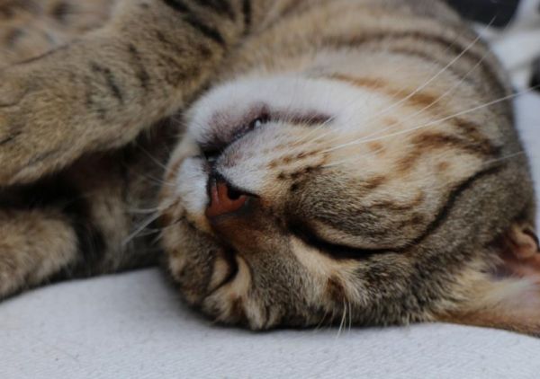 正在睡觉的狸花猫