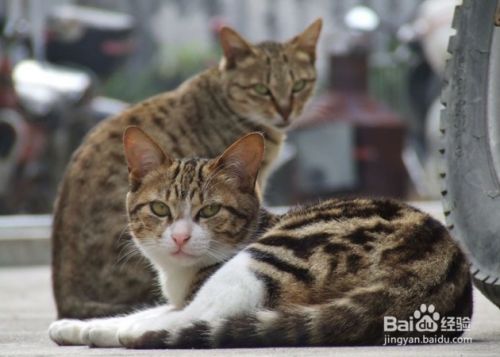 狸花猫怎么饲养