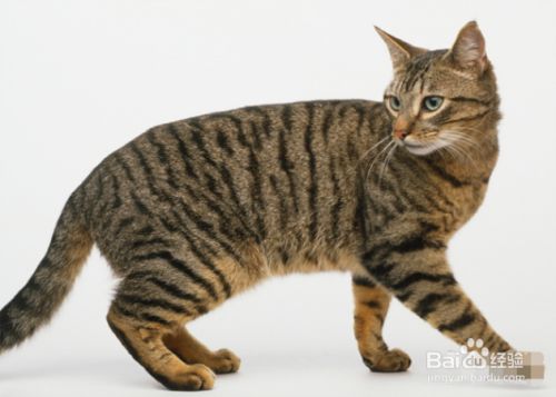 狸花猫怎么饲养