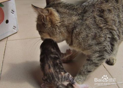 狸花猫怎么饲养