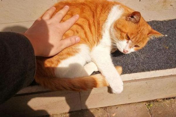 狸花猫能当宠物养吗