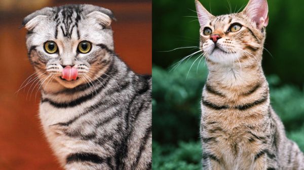 狸花猫和美短的区别，二者的外观与性格详细解析