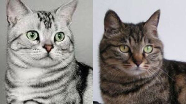 狸花猫和美短的区别，二者的外观与性格详细解析