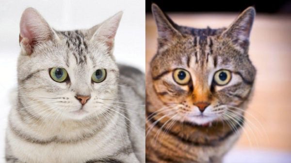 狸花猫和美短的区别，二者的外观与性格详细解析